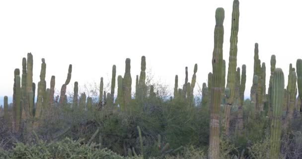 バハの砂漠のサボテンと山の風景カリフォルニア州シュル メキシコ — ストック動画