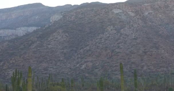 バハの砂漠のサボテンと山の風景カリフォルニア州シュル メキシコ — ストック動画