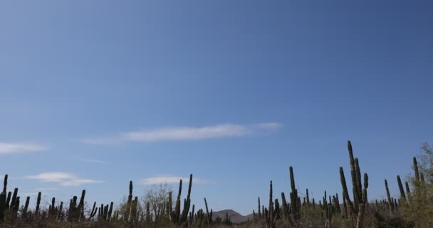 Kaktusar Och Bergslandskap Öknen Baja Kalifornien Sur Mexiko — Stockvideo