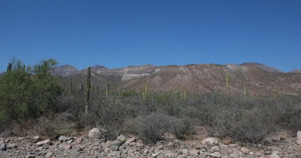 Cacto Paisagem Montanhosa Deserto Baja Califórnia Sur México — Vídeo de Stock
