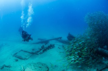 Dalgıç Cabo Pulmo Ulusal Parkı 'nın resiflerinde vahşi yaşamla etkileşim halinde. Baja California sur, Meksika, Cortez Denizi.,