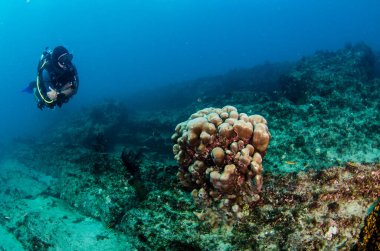 Dalgıç Cabo Pulmo Ulusal Parkı 'nın resiflerinde vahşi yaşamla etkileşim halinde. Baja California sur, Meksika, Cortez Denizi.,
