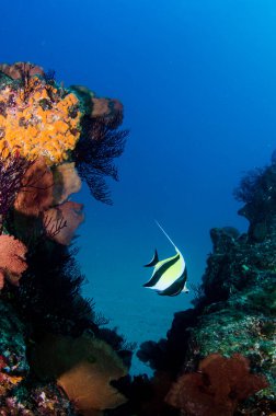 Cortez Denizi 'nin mercan kayalıkları manzarası. Cabo Pulmo Ulusal Parkı, Baja California Sur, Meksika. 