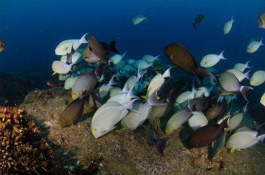 (Acanthurus xanthopterus) Bir gemi enkazında sarı yüzgeç ya da mor cerrah balığı. Cortez Denizi 'nin resifleri, Pasifik Okyanusu. Cabo Pulmo, Baja California Sur, Meksika.