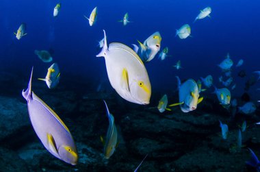 (Acanthurus xanthopterus) Bir gemi enkazında sarı yüzgeç ya da mor cerrah balığı. Cortez Denizi 'nin resifleri, Pasifik Okyanusu. Cabo Pulmo, Baja California Sur, Meksika.