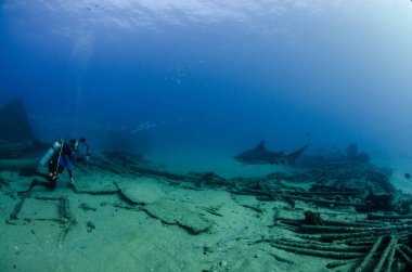 Boğa Köpekbalığı (Carcharhinus leucas). Cortez Denizi 'nin resifleri, Pasifik Okyanusu. Cabo Pulmo, Baja California Sur, Meksika. Dünyanın akvaryumu
