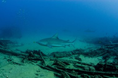 Boğa Köpekbalığı (Carcharhinus leucas). Cortez Denizi 'nin resifleri, Pasifik Okyanusu. Cabo Pulmo, Baja California Sur, Meksika. Dünyanın akvaryumu