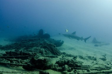 Boğa Köpekbalığı (Carcharhinus leucas). Cortez Denizi 'nin resifleri, Pasifik Okyanusu. Cabo Pulmo, Baja California Sur, Meksika. Dünyanın akvaryumu