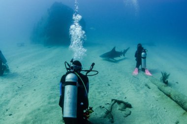 Boğa Köpekbalığı (Carcharhinus leucas) dalgıçlarla etkileşim halindedir. Cortez Denizi 'nin resifleri, Pasifik Okyanusu. Cabo Pulmo, Baja California Sur, Meksika.