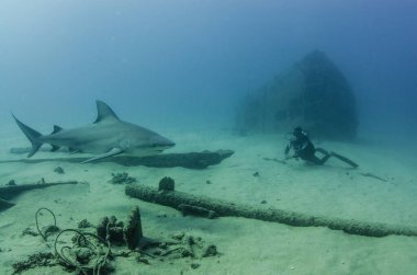 Boğa Köpekbalığı (Carcharhinus leucas) dalgıçlarla etkileşim halindedir. Cortez Denizi 'nin resifleri, Pasifik Okyanusu. Cabo Pulmo, Baja California Sur, Meksika.