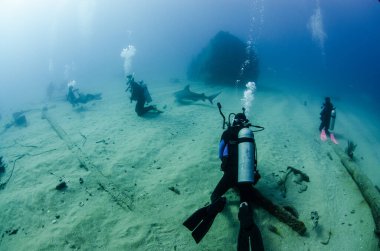 Boğa Köpekbalığı (Carcharhinus leucas) dalgıçlarla etkileşim halindedir. Cortez Denizi 'nin resifleri, Pasifik Okyanusu. Cabo Pulmo, Baja California Sur, Meksika.