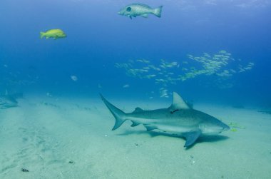Boğa Köpekbalığı (Carcharhinus leucas). Cortez Denizi 'nin resifleri, Pasifik Okyanusu. Cabo Pulmo, Baja California Sur, Meksika. Dünyanın akvaryumu