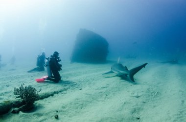 Boğa Köpekbalığı (Carcharhinus leucas) dalgıçlarla etkileşim halindedir. Cortez Denizi 'nin resifleri, Pasifik Okyanusu. Cabo Pulmo, Baja California Sur, Meksika.