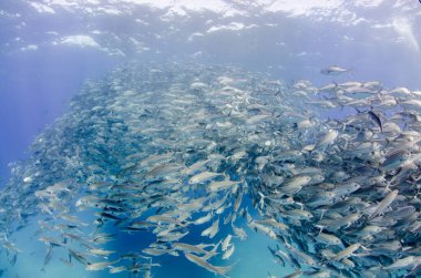 Koca Göz Trevally Jack, (Caranx sexfasciatus) bir okul, yem topu ya da kasırga. Cabo Pulmo Ulusal Parkı. Baja California Sur, Meksika.