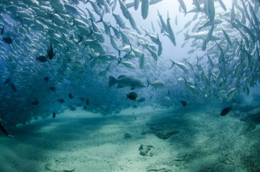 Koca Göz Trevally Jack, (Caranx sexfasciatus) bir okul, yem topu ya da kasırga. Cabo Pulmo Ulusal Parkı. Baja California Sur, Meksika.