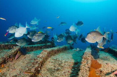 Vencedor gemi enkazı, Cabopulmo Ulusal Parkı, Meksika.