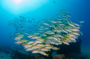 Bir gemi enkazında, Cortez Denizi 'nin resiflerinde, Pasifik Okyanusu' nda bir okul kuran homurtular ve levrekler. Cabo Pulmo, Baja California Sur, Meksika.