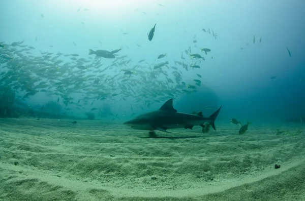 Bull Shark Carcharhinus Leucas Reefs Sea Cortez Pacific Ocean Cabo — Stock Photo, Image