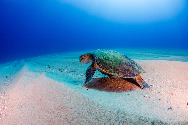 在墨西哥南下加利福尼亚卡波普尔莫国家公园的珊瑚礁中休息的海龟 — 图库照片