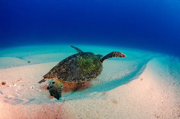 Havskildpadde Hviler Revene Cabo Pulmo National Park Baja California Sur - Stock-foto