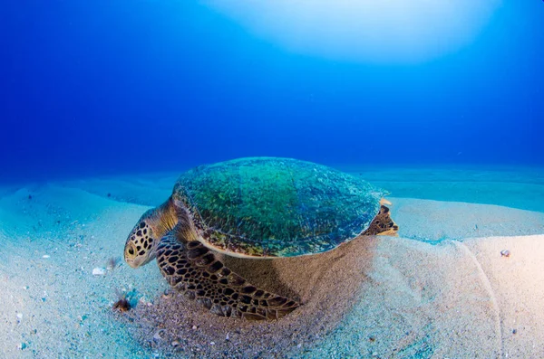 Havssköldpadda Vilar Reven Cabo Pulmo National Park Baja California Sur — Stockfoto