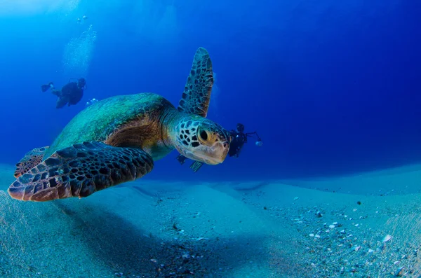 Havssköldpadda Vilar Reven Cabo Pulmo National Park Baja California Sur — Stockfoto