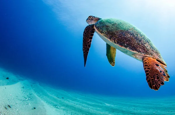 Tortuga Marina Descansando Los Arrecifes Del Parque Nacional Cabo Pulmo —  Fotos de Stock