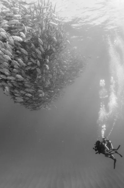 Velké Oko Trevally Jack Caranx Sexfasciatus Vytváření Školy Návnada Míč — Stock fotografie