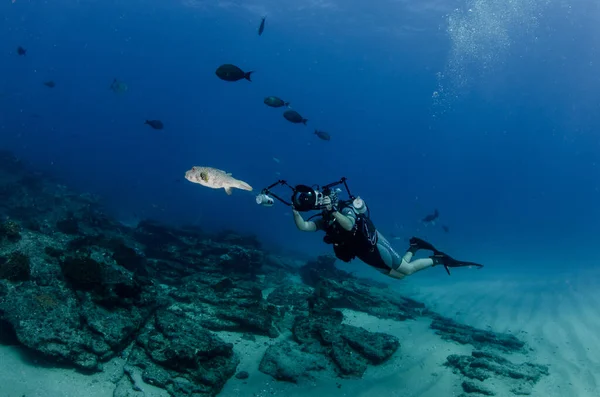 Diver Interacting Wildlife Reefs Cabo Pulmo National Park Baja California — Stock Photo, Image