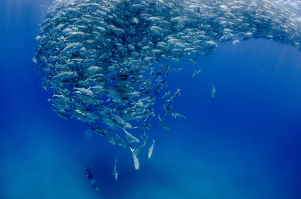 트레버 Big Eye Trevally Jack Caranx Sexfasciatus 학교를 토네이도 Baja — 스톡 사진