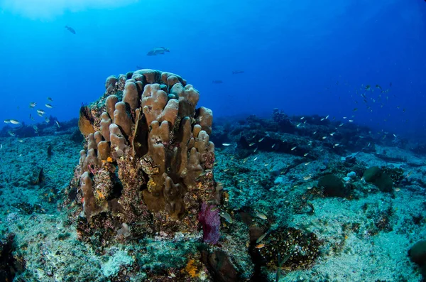 科尔特斯海的珊瑚礁景观 墨西哥南下加利福尼亚Cabo Pulmo国家公园 — 图库照片