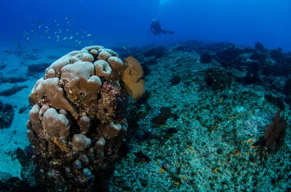 Korallrev Landskap Cortez Hav Cabo Pulmo National Park Baja California — Stockfoto