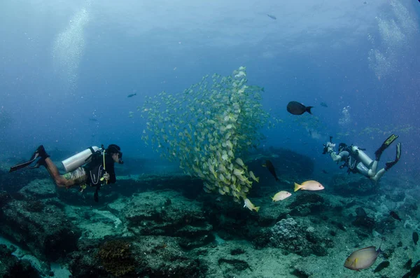 Diver Interacting Wildlife Reefs Cabo Pulmo National Park Baja California — Stock Photo, Image