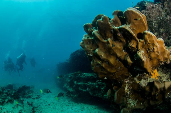 プルモ国立公園 カリフォルニア シュル メキシコ コルテス海のサンゴ礁で野生生物と交流するダイバー — ストック写真