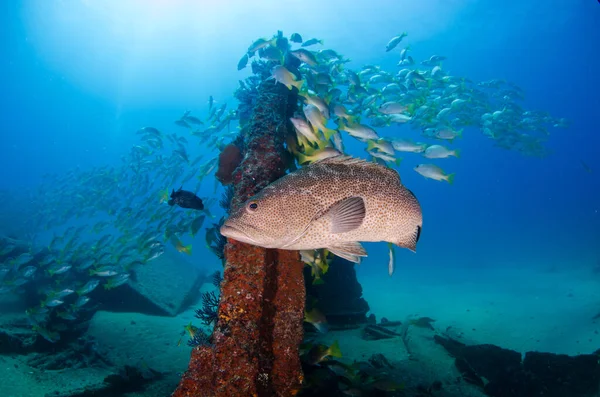 Shots Vencedor Shipwreck Cabopulmo National Park Mexico — Stock Photo, Image