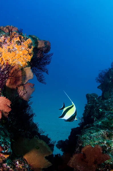 Coral Reef Scenics Sea Cortez Cabo Pulmo National Park Baja — Stock Photo, Image
