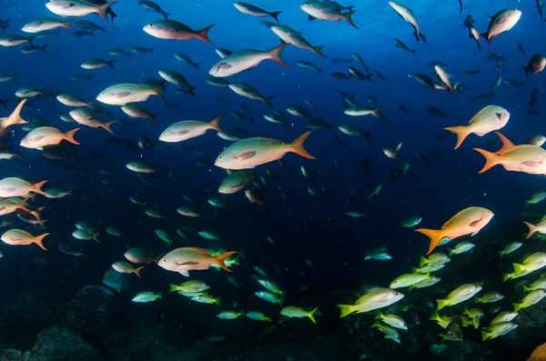 Pesce Della Barriera Corallina Parco Nazionale Cabo Pulmo Baja California — Foto Stock