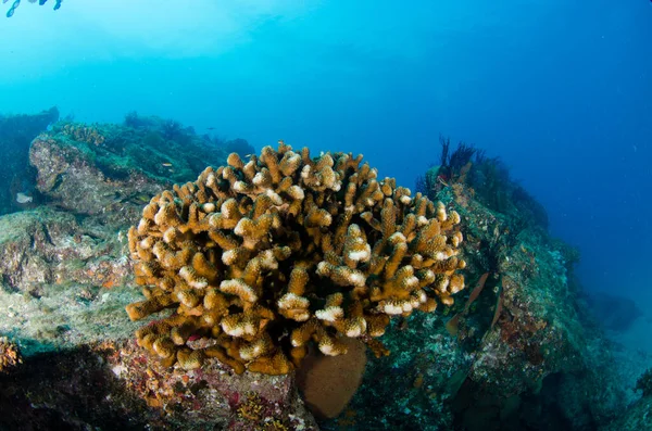 Escenas Arrecifes Coral Del Mar Cortés Parque Nacional Cabo Pulmo —  Fotos de Stock