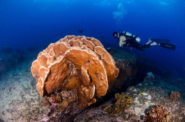 潜水员与野生动物在卡波普尔莫国家公园 滨海下卡福尼亚 墨西哥 科泰斯海的珊瑚礁上进行互动 — 图库照片