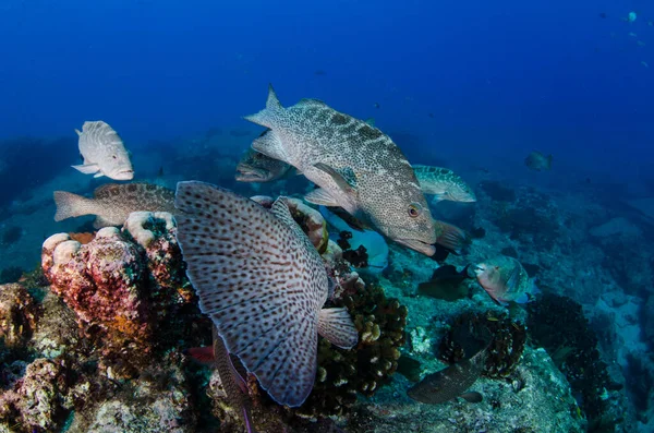 从太平洋科尔特斯海珊瑚礁觅食的石斑鱼 墨西哥南下加利福尼亚Cabo Pulmo国家公园 — 图库照片