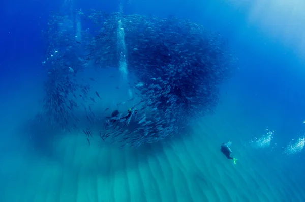 Big Eye Trevally Jack Caranx Sexfasciatus Membentuk Sekolah Bola Umpan — Stok Foto