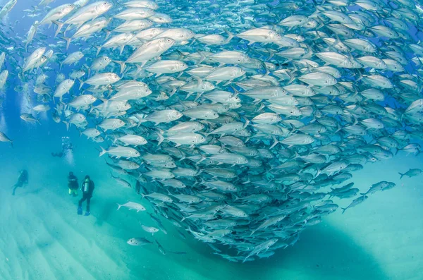 Koca Göz Trevally Jack Caranx Sexfasciatus Bir Okul Yem Topu — Stok fotoğraf