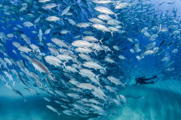 Ojo Grande Trevally Jack Caranx Sexfasciatus Formando Una Escuela Bola —  Fotos de Stock