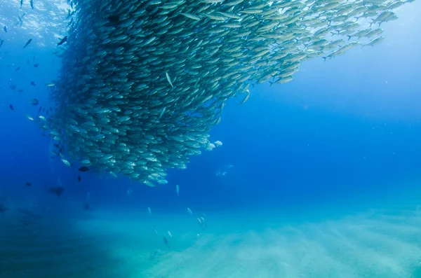 Ojo Grande Trevally Jack Caranx Sexfasciatus Formando Una Escuela Bola — Foto de Stock