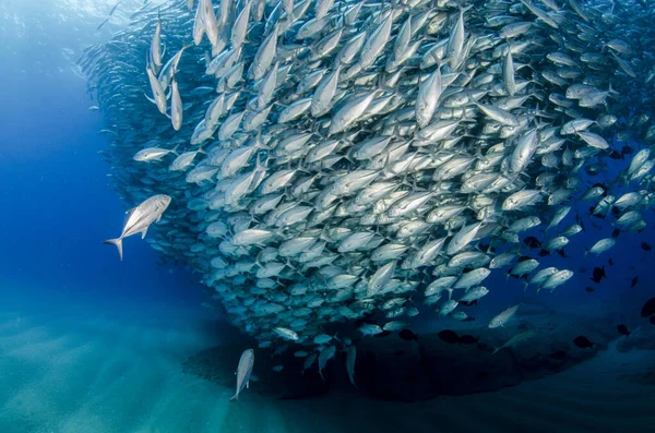 Olho Grande Trevally Jack Caranx Sexfasciatus Formando Uma Escola Bola — Fotografia de Stock