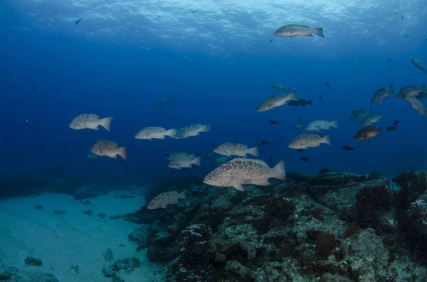 Groupers Alimentando Dos Recifes Mar Cortez Oceano Pacífico Parque Nacional — Fotografia de Stock