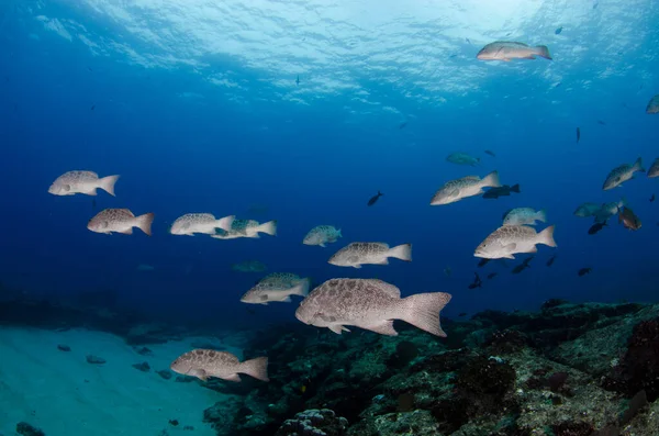 Groupers Som Äter Från Reven Vid Cortez Hav Stilla Havet — Stockfoto