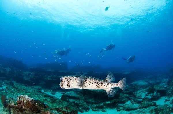 Revfisk Cabo Pulmo Nationalpark Baja California Sur Mexiko Cortez Hav — Stockfoto