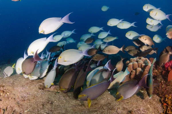 Acanthurus Xanthopterus Gelbflosse Oder Lila Doktorfisch Einem Schiffswrack Riffe Der — Stockfoto