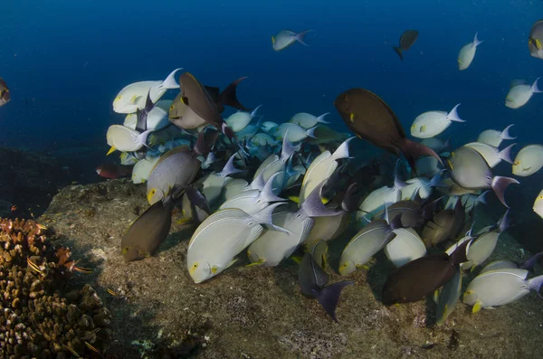 Acanthurus Xanthopterus Žlutoploutvý Nebo Fialový Chirurg Vraku Lodi Kortézské Útesy — Stock fotografie